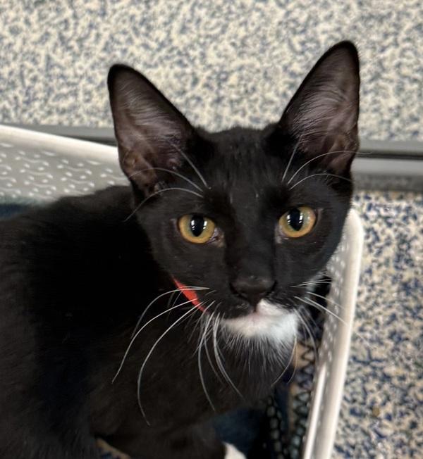 Enlarge Milkshake, a Adoptable mixed breed in Golden, CO image 1/1