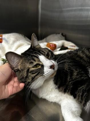 Dory Nox, Adoptable, Adult Female Domestic Short Hair & Domestic Short Hair.