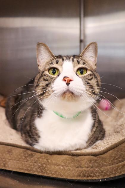 Dory Nox, a Adoptable Domestic Short Hair in Sanford, FL image 2/3