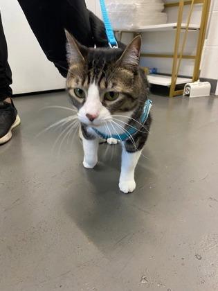 Dory Nox, a Adoptable Domestic Short Hair in Sanford, FL image 3/3