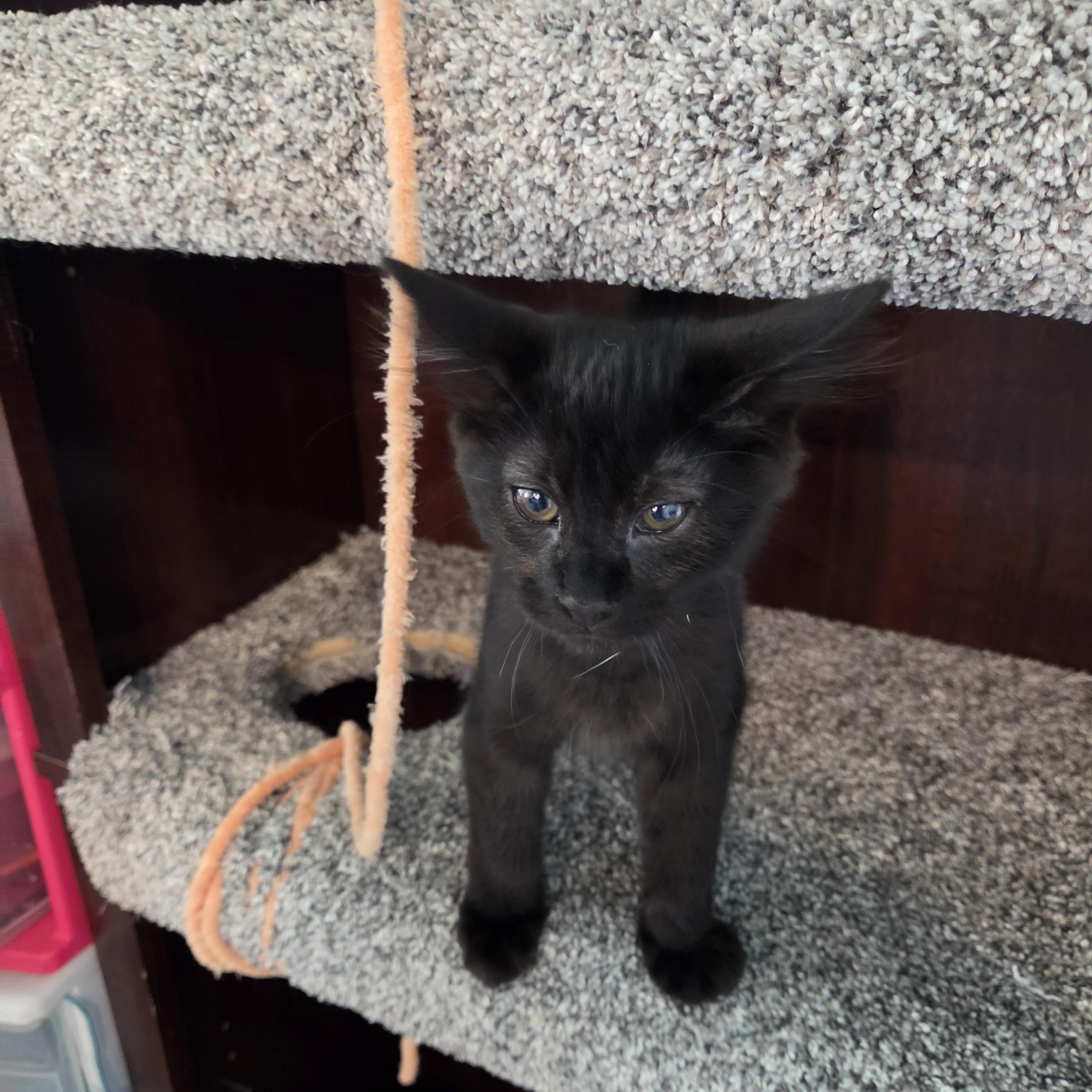 Unique (brown), Adoptable, Young Female Domestic Medium Hair.