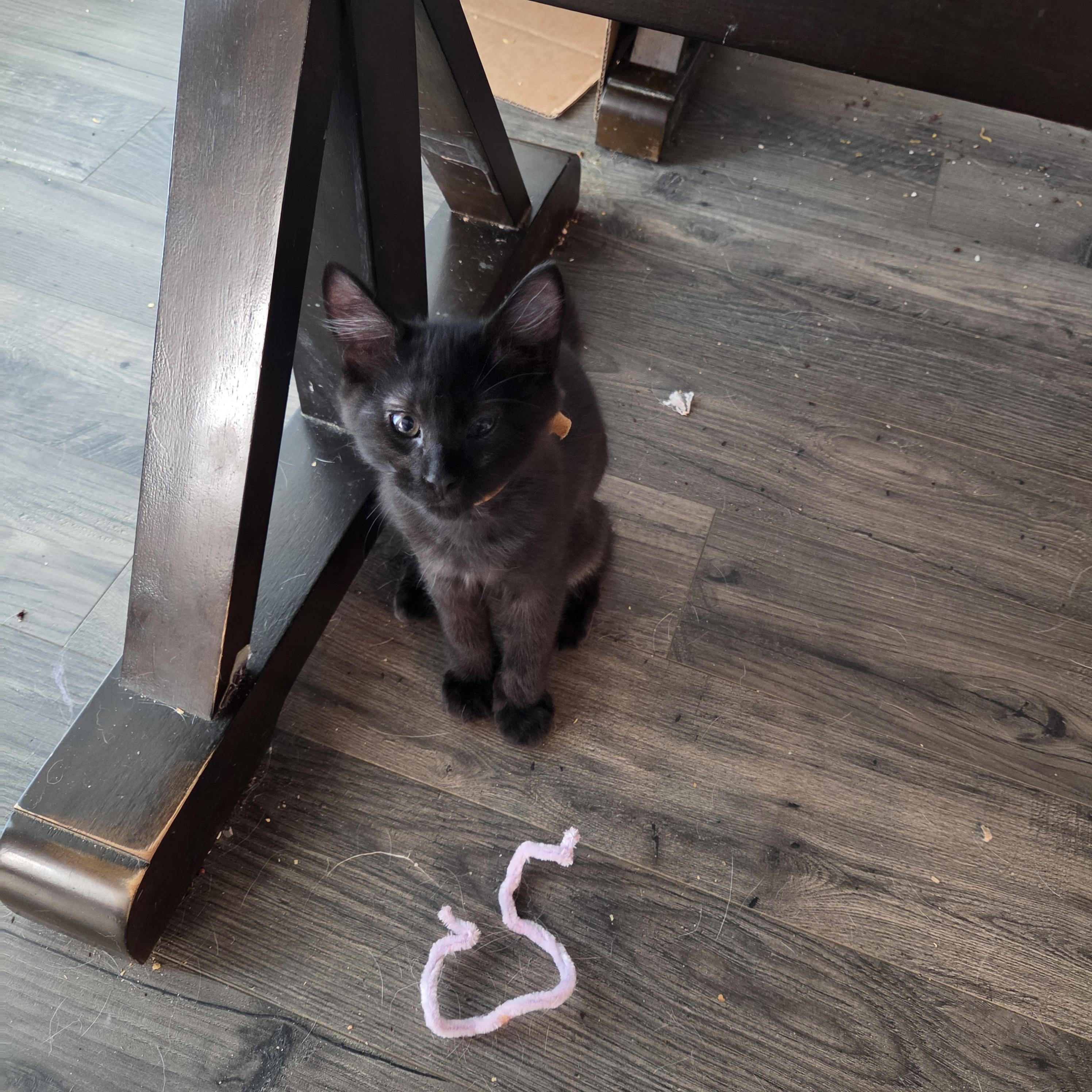 Enlarge Unique (brown), a Adoptable Domestic Medium Hair in Kennewick, WA image 2/5