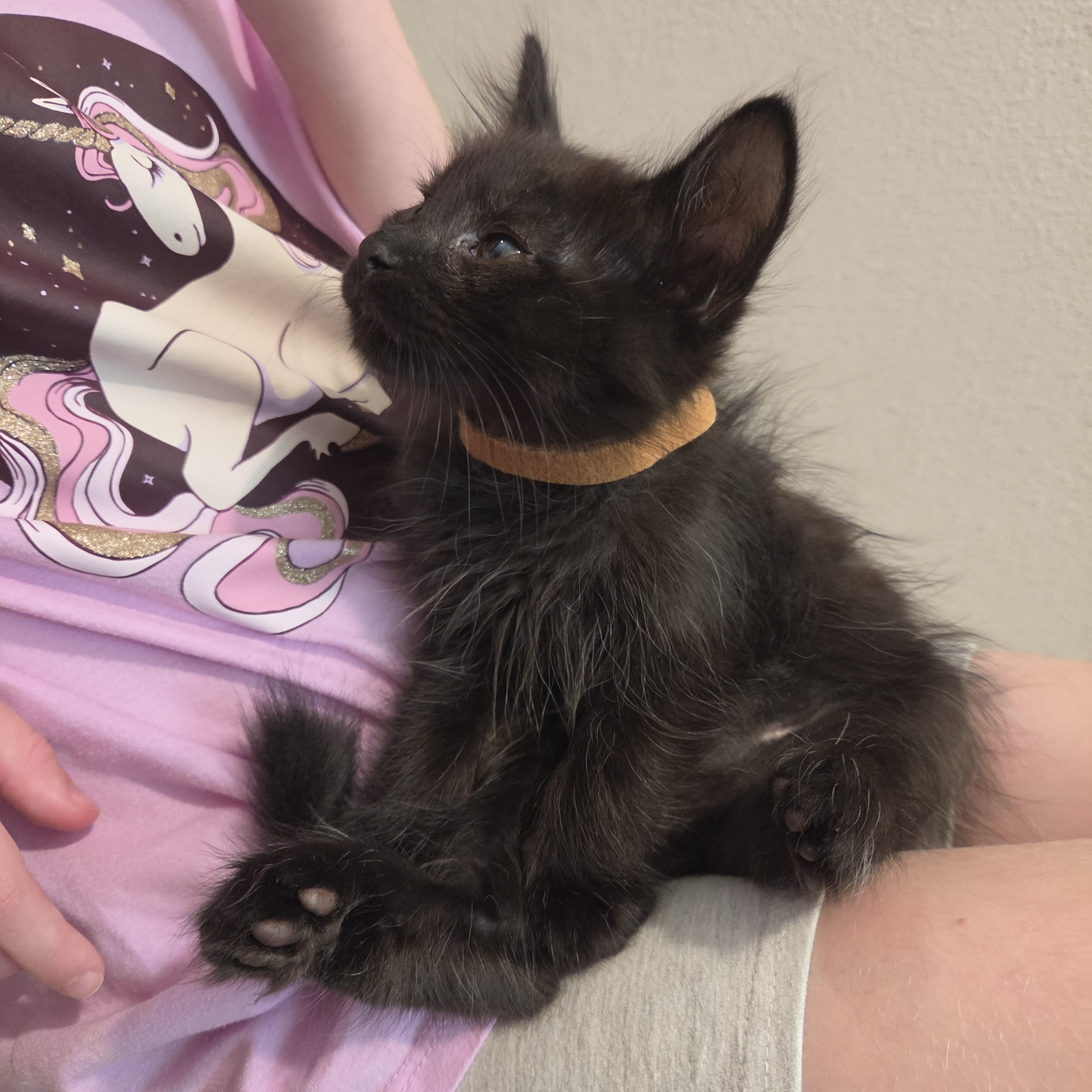 Enlarge Unique (brown), a Adoptable Domestic Medium Hair in Kennewick, WA image 3/5