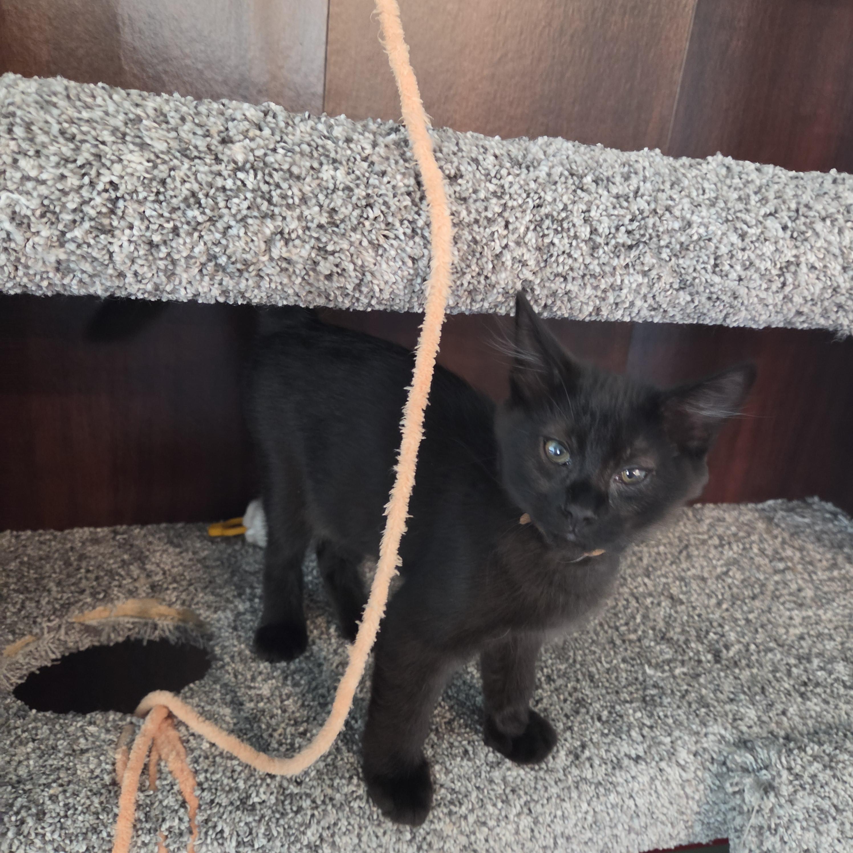 Enlarge Unique (brown), a Adoptable Domestic Medium Hair in Kennewick, WA image 4/5