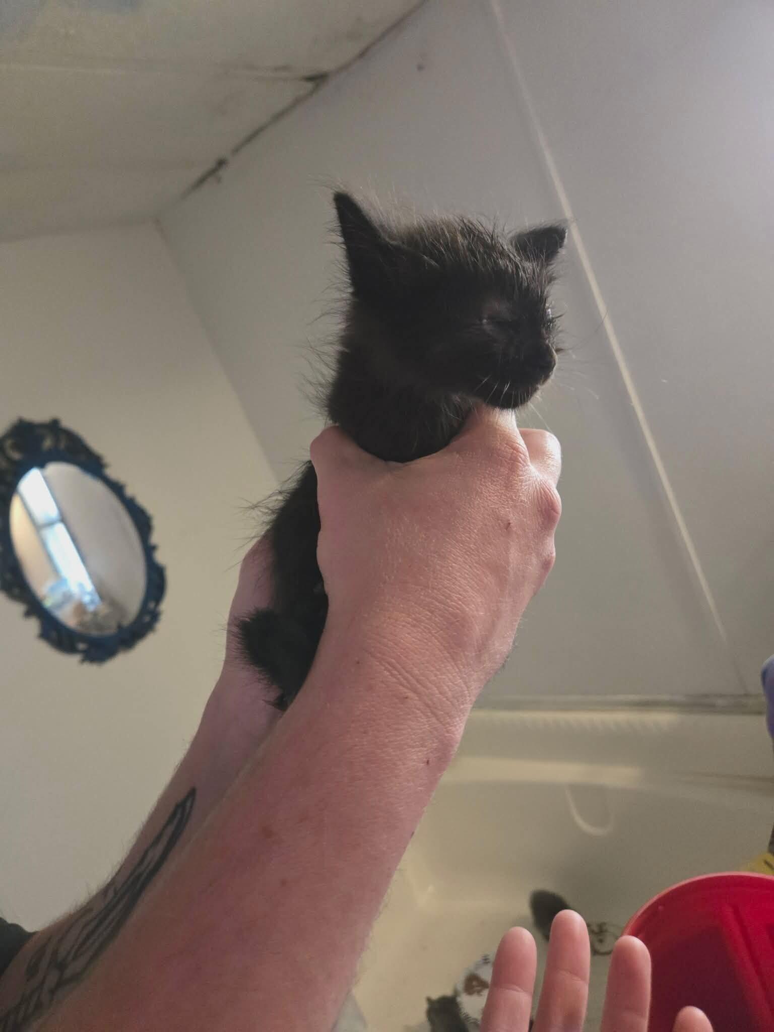 Enlarge Unique (brown), a Adoptable Domestic Medium Hair in Kennewick, WA image 5/5