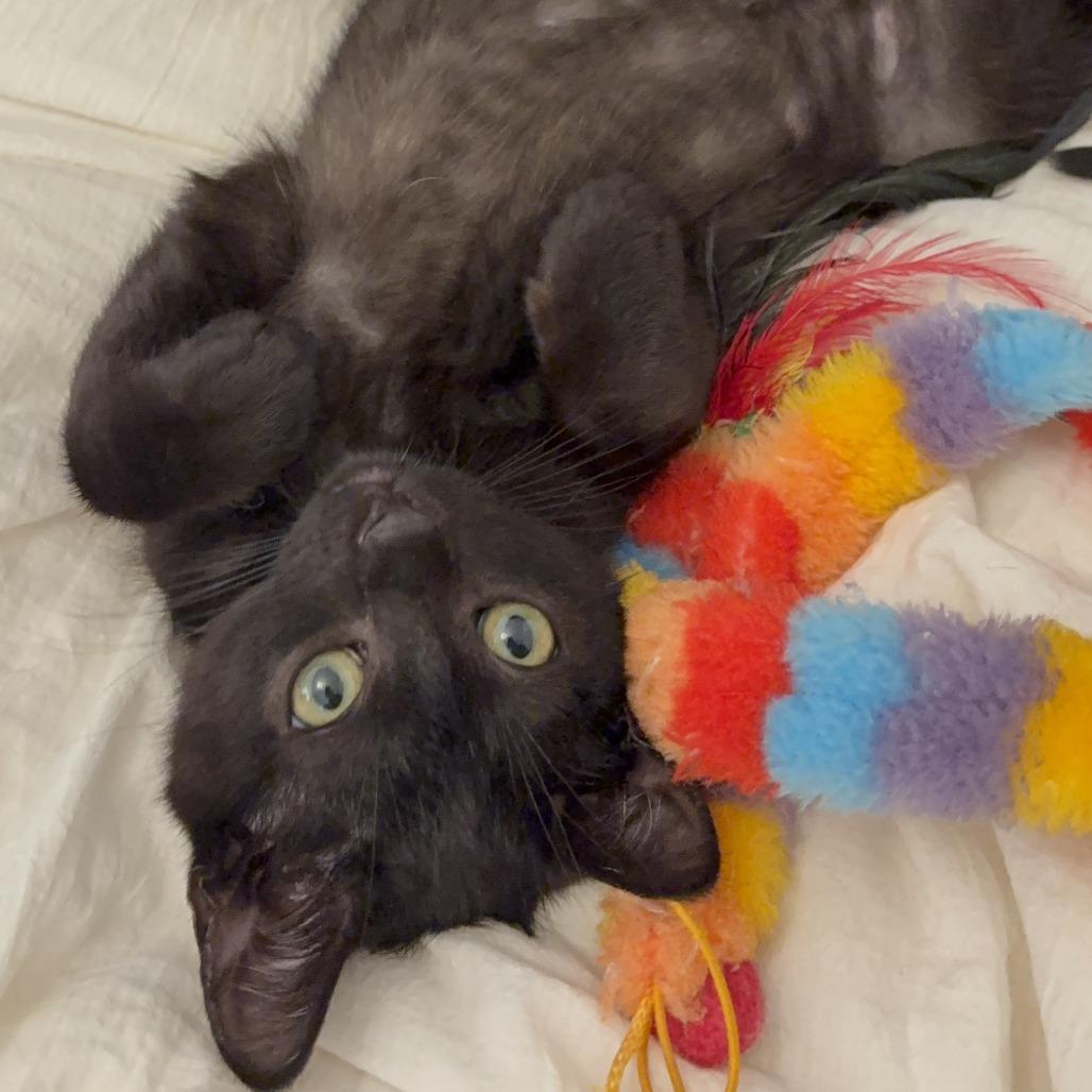 Sparky — thumbnail 3