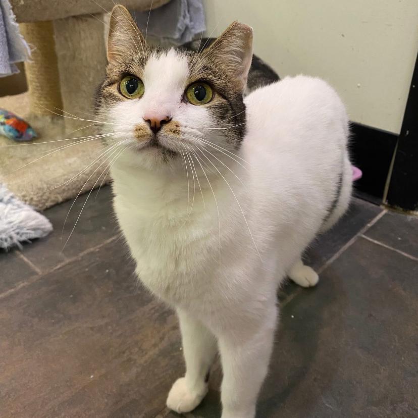 Frappe, Adoptable, Adult Female Domestic Short Hair.