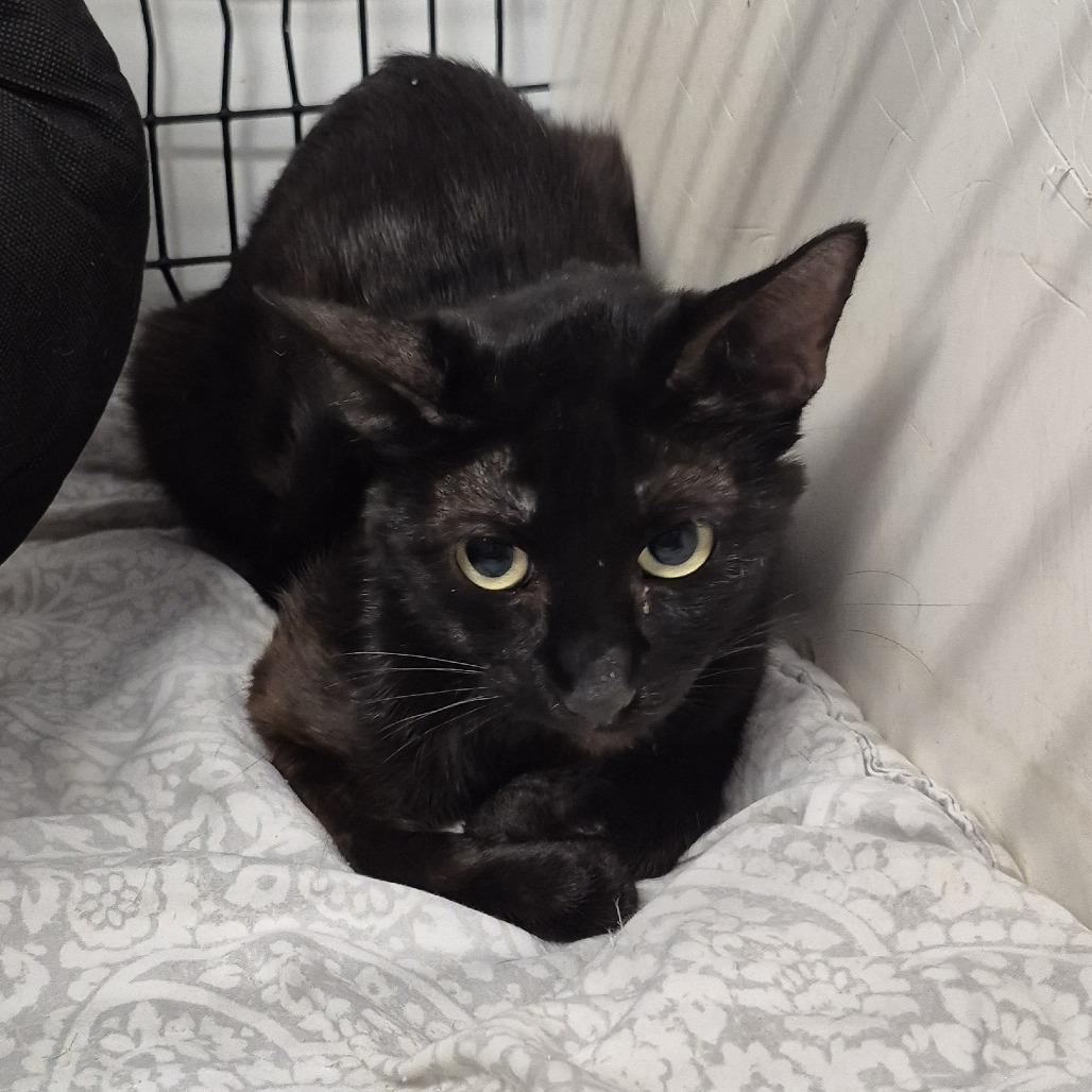 Midnight, Adoptable, Adult Female American Shorthair.