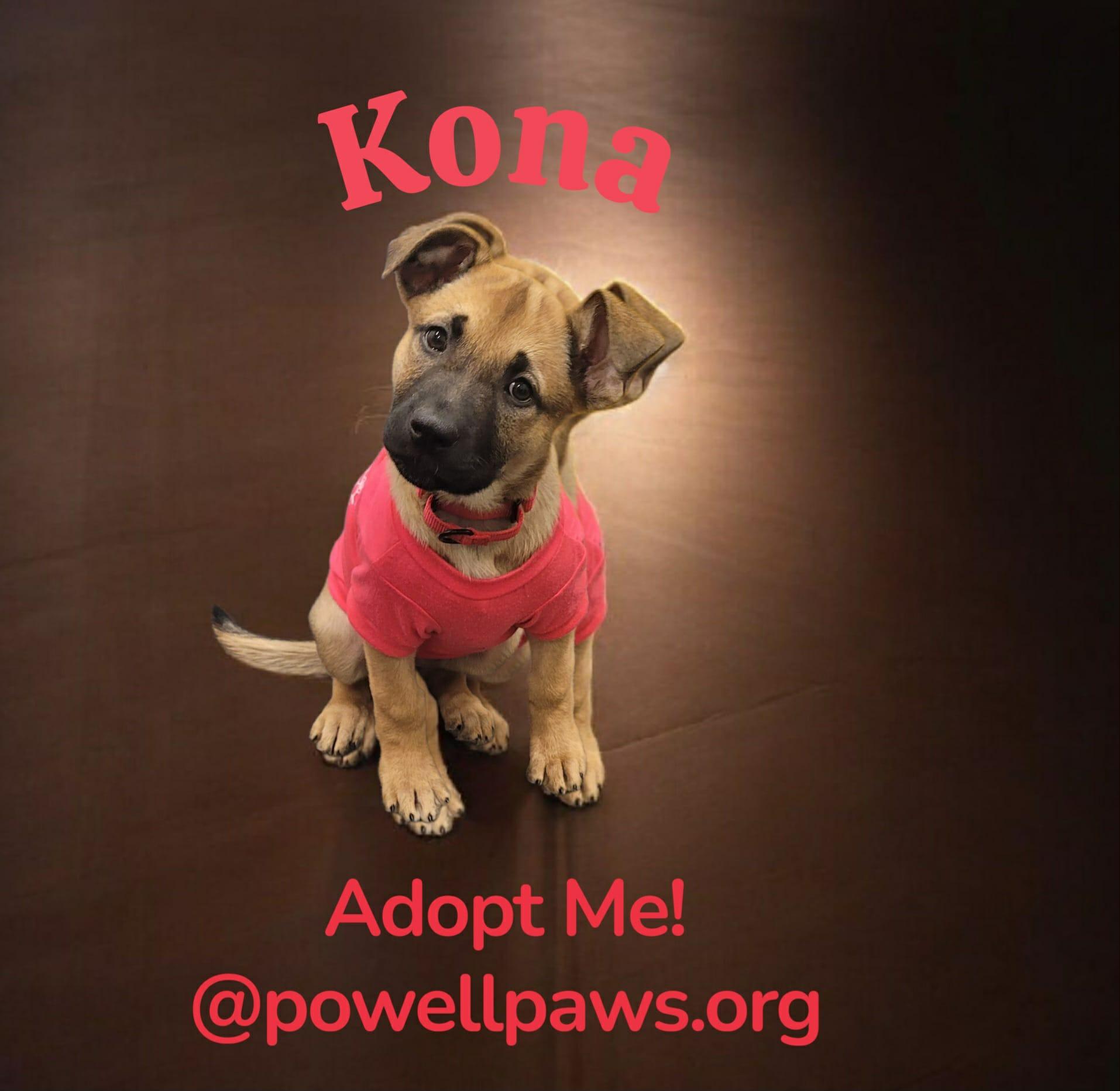Enlarge Kona, an adoption pending mixed breed in Powell, OH image 3/6