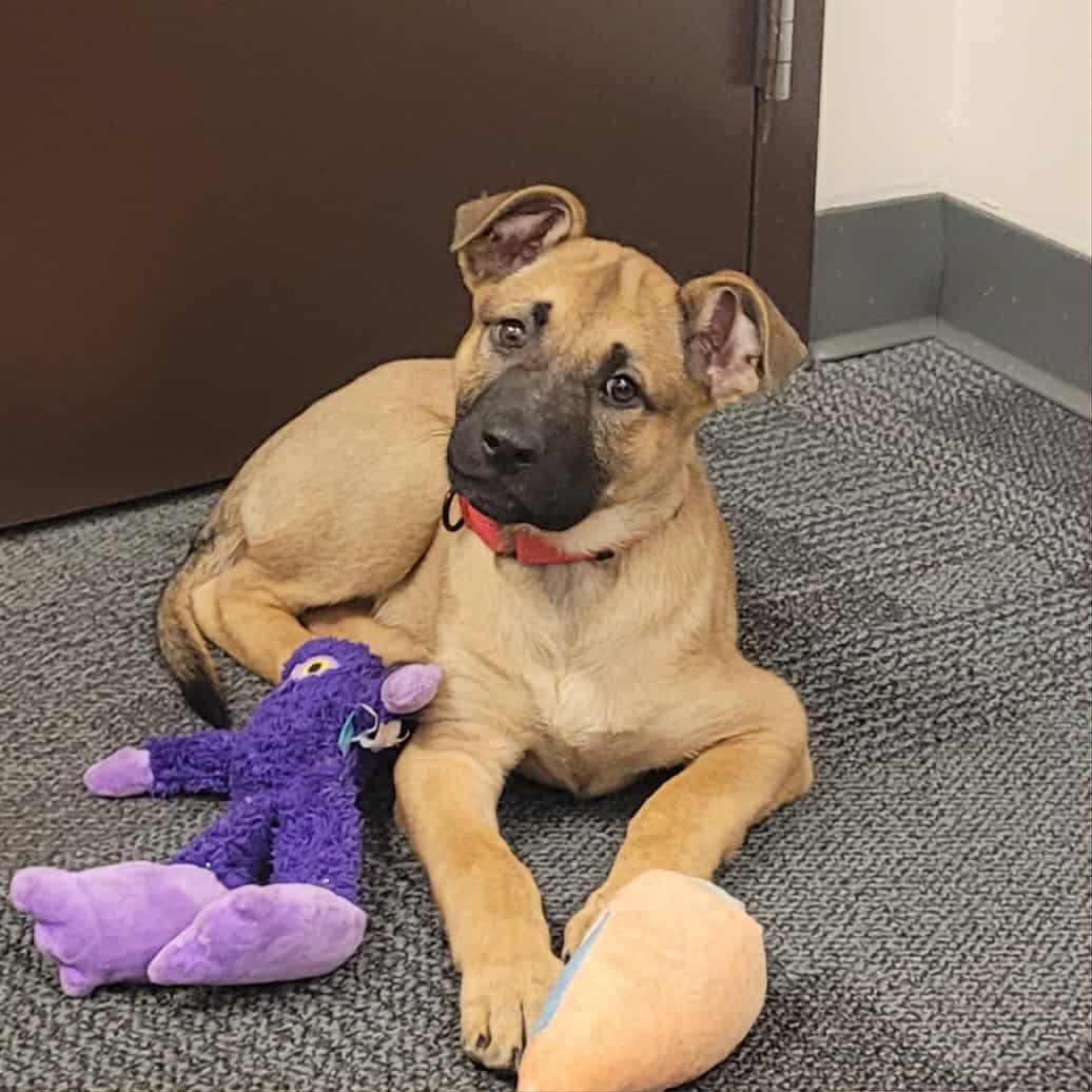 Enlarge Kona, an adoption pending mixed breed in Powell, OH image 4/6