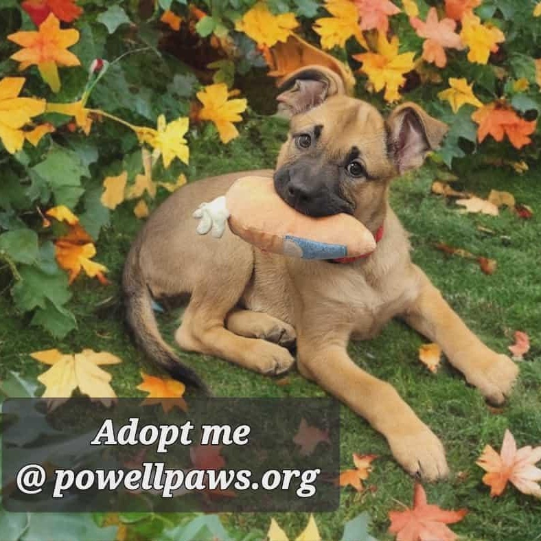 Enlarge Kona, an adoption pending mixed breed in Powell, OH image 6/6