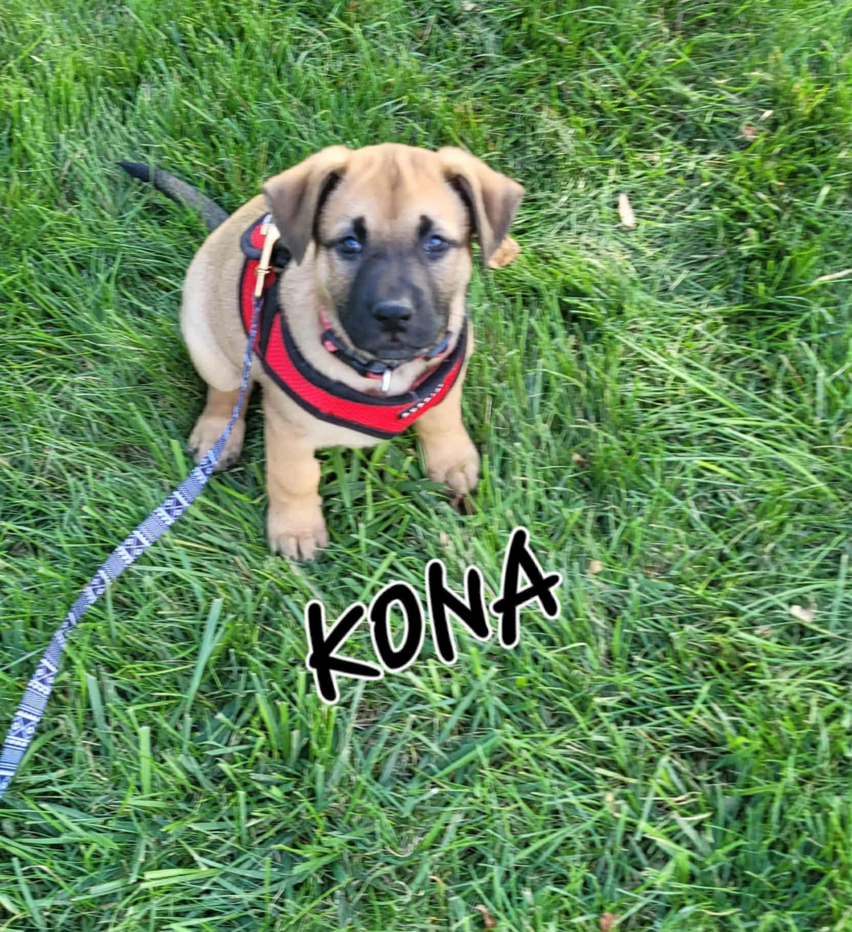 Kona thumbnail 5