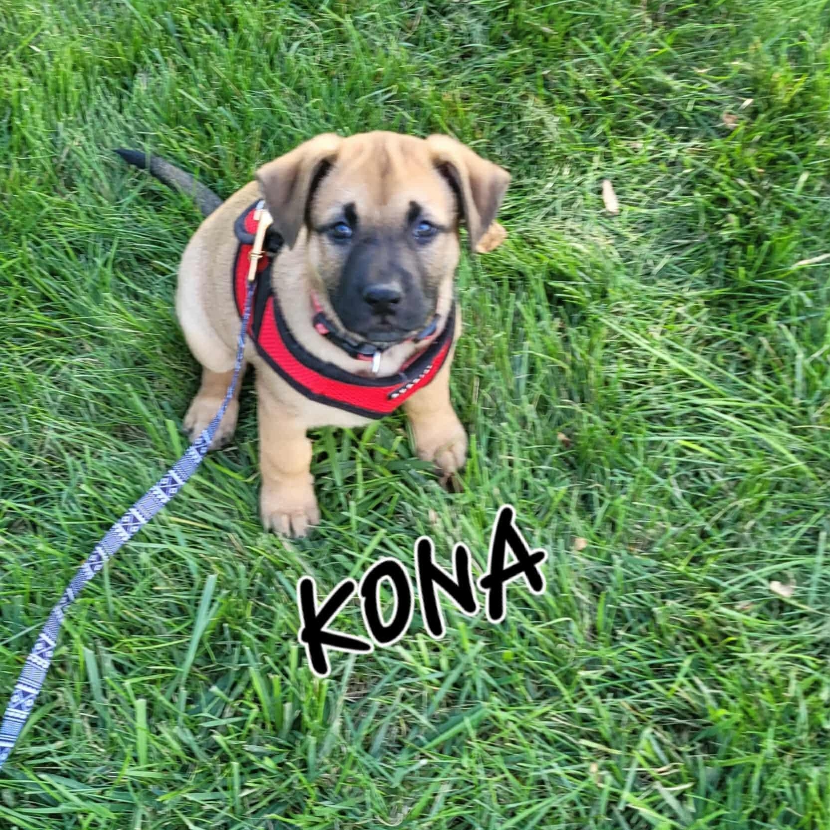 Enlarge Kona, an adoption pending mixed breed in Powell, OH image 5/6