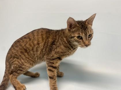 Enlarge Ginny, a Adoptable mixed breed in Coon Rapids, MN image 1/1