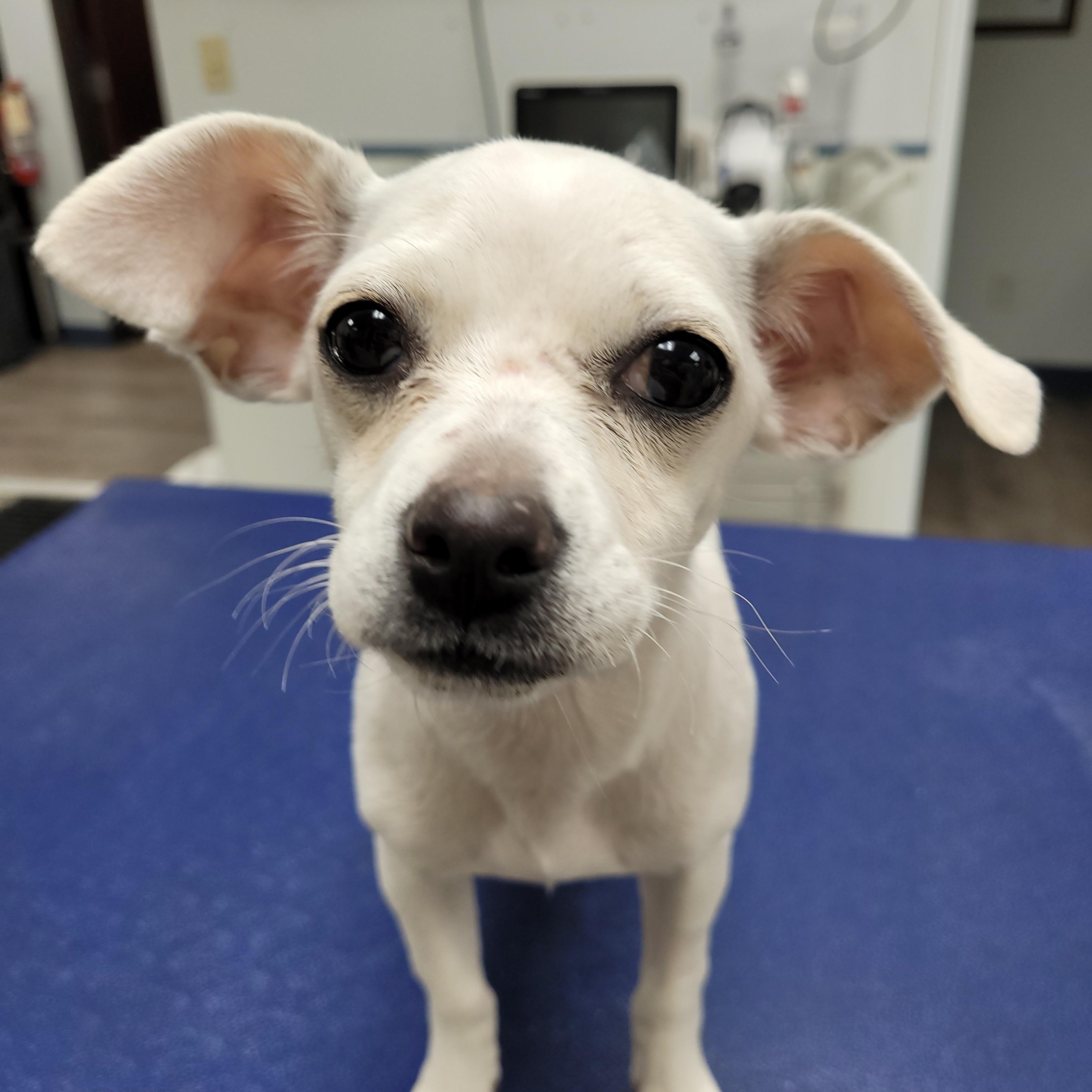 Clove, ADOPTABLE, Young Female Chihuahua.