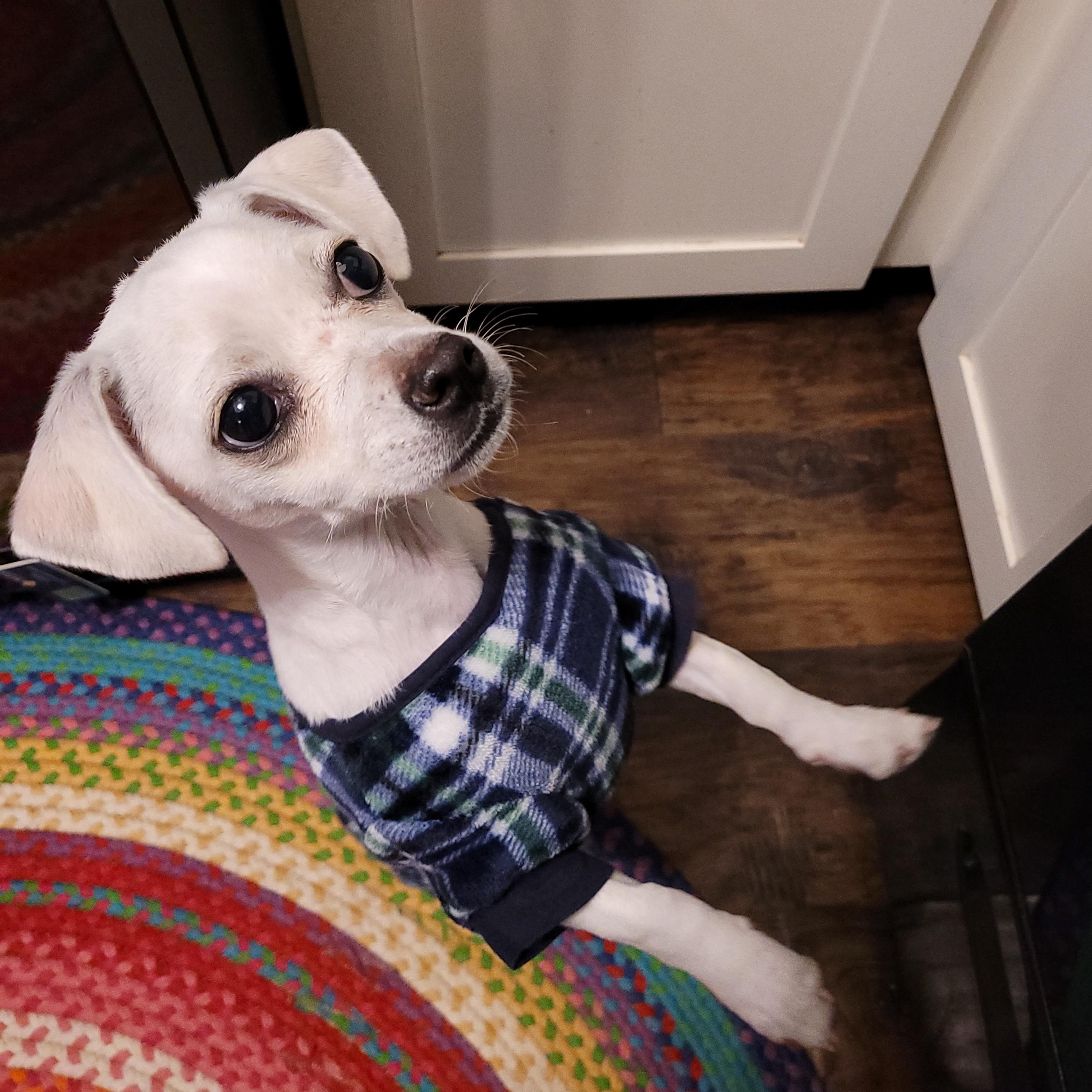 Enlarge Clove, a ADOPTABLE mixed breed in Austin, TX image 3/4