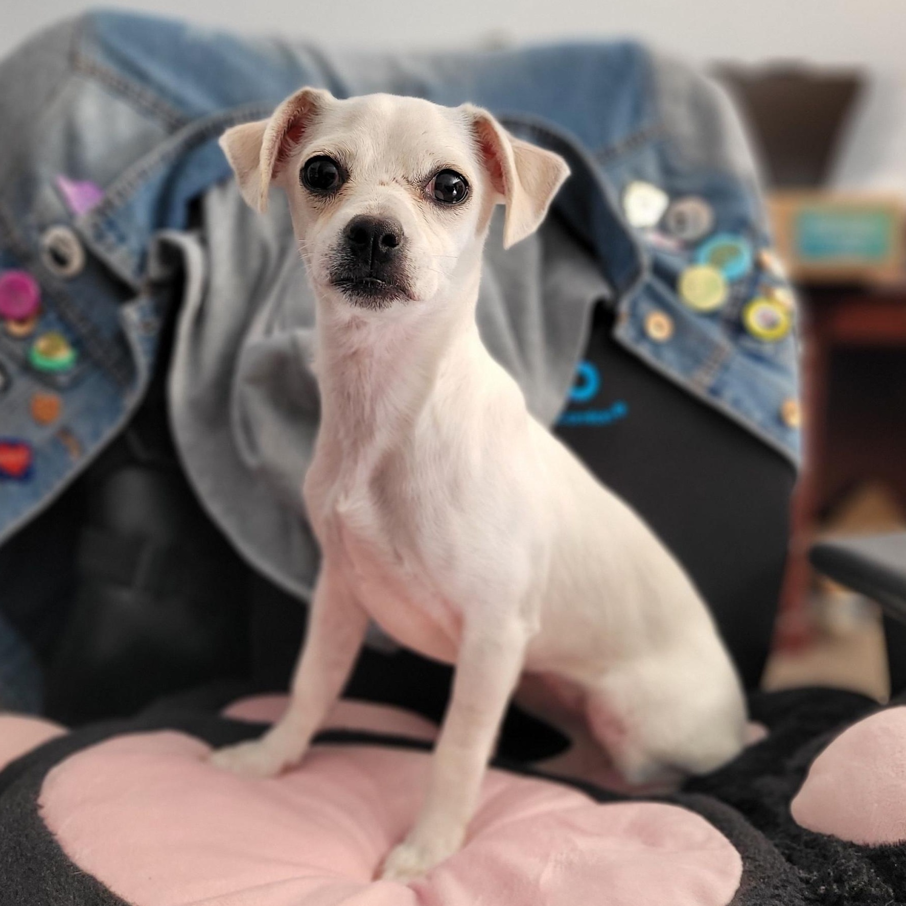 Enlarge Clove, a ADOPTABLE mixed breed in Austin, TX image 2/4