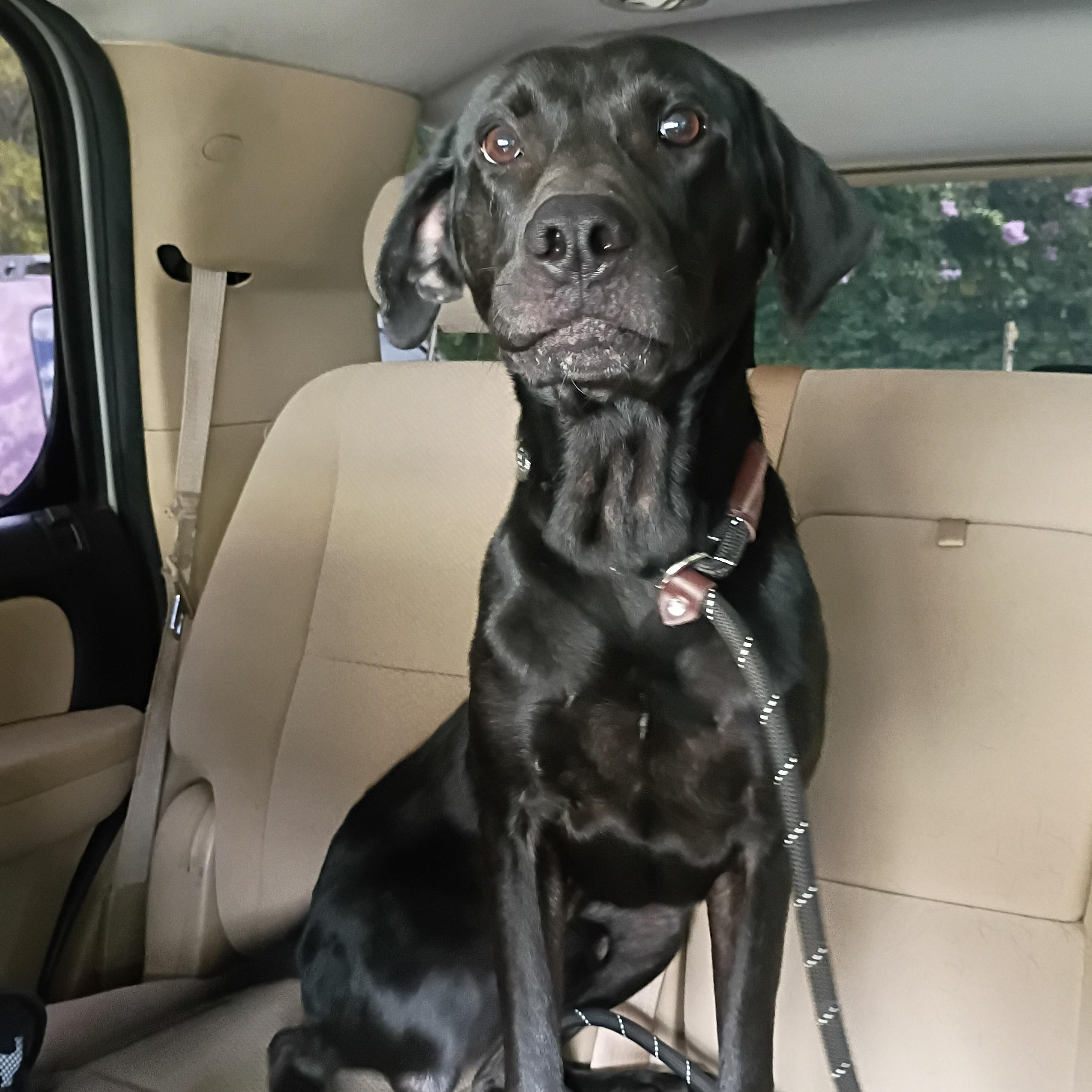 Chewy, Adoptable, Adult Male Black Labrador Retriever & Hound.