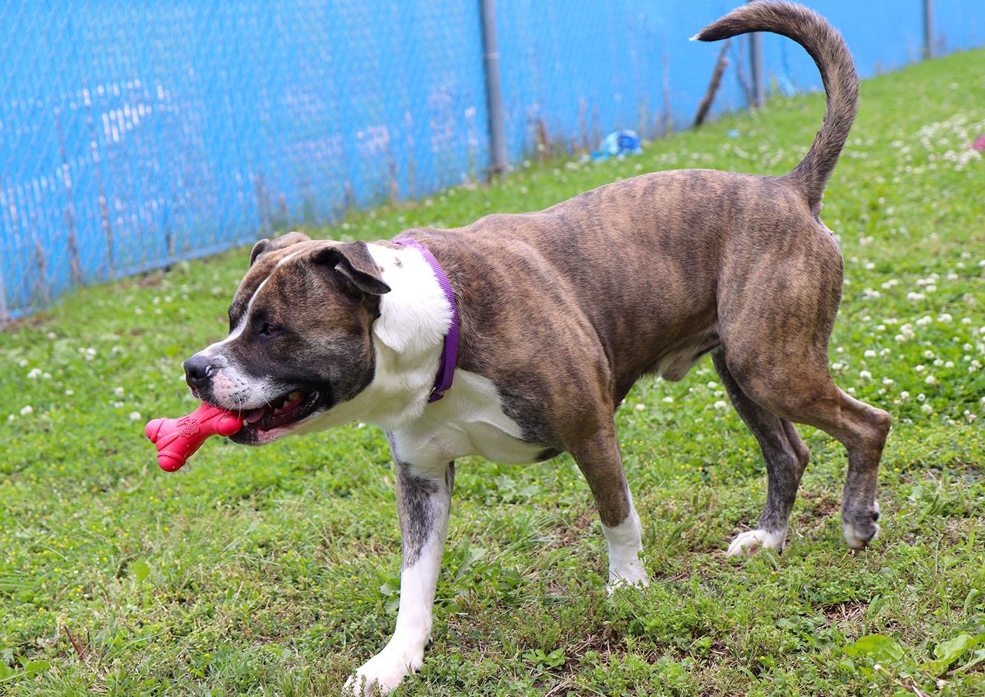 Bruno (AO34106), a Adoptable mixed breed in Kansas City, KS image 6/6