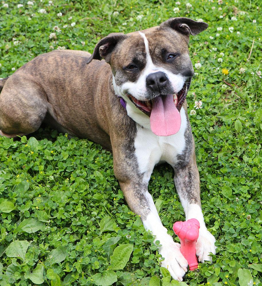 Bruno (AO34106), a Adoptable mixed breed in Kansas City, KS image 3/6