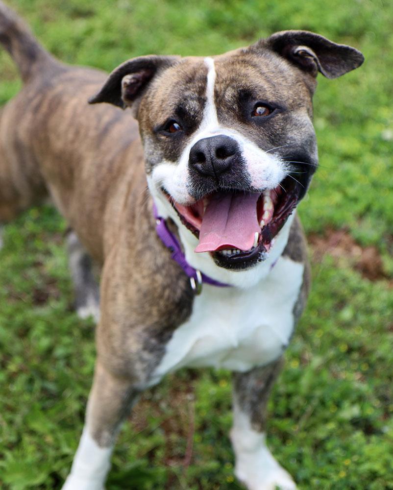 Bruno (AO34106), a Adoptable mixed breed in Kansas City, KS image 5/6