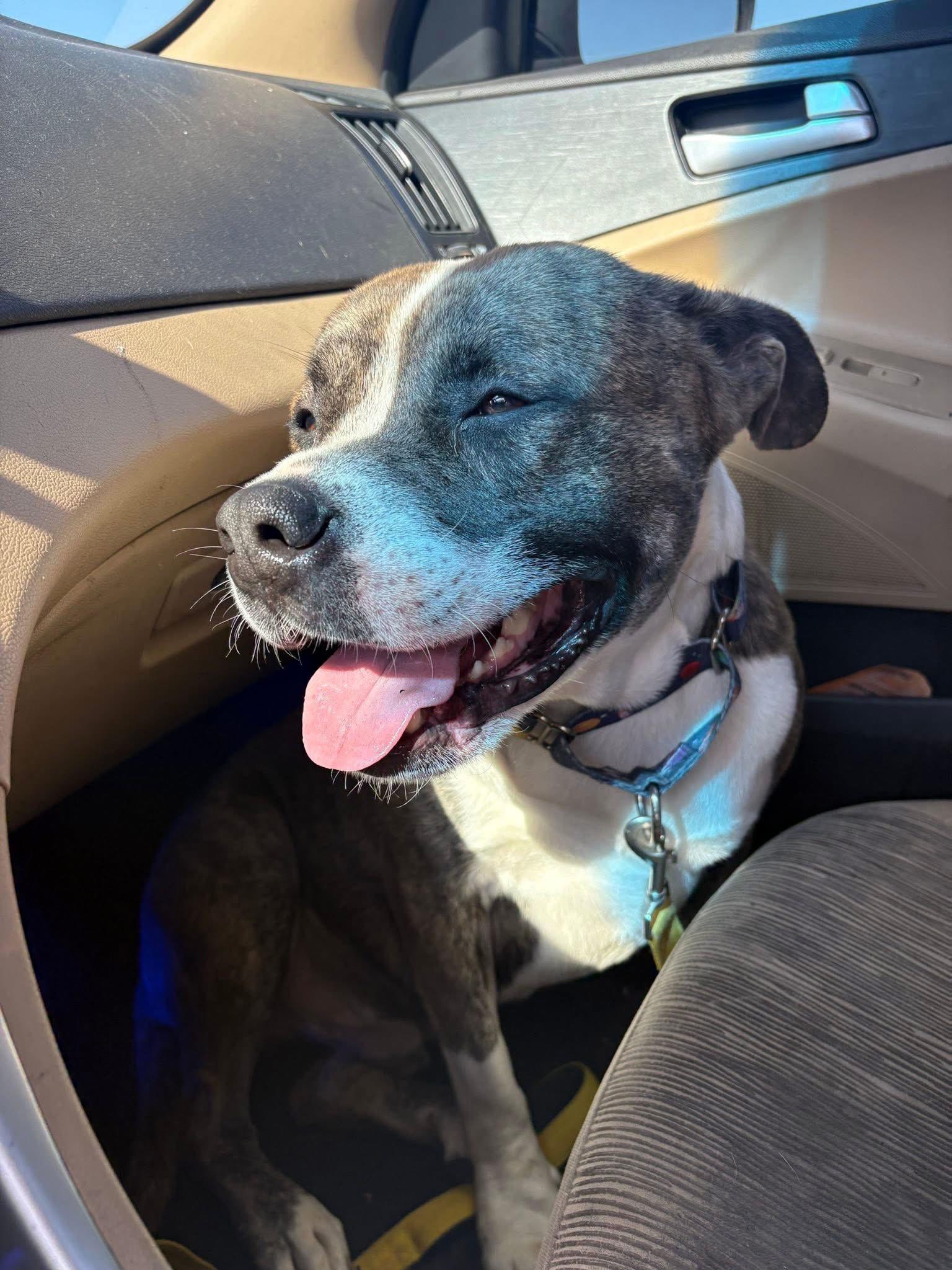 Bruno (AO34106), a Adoptable mixed breed in Kansas City, KS image 4/6