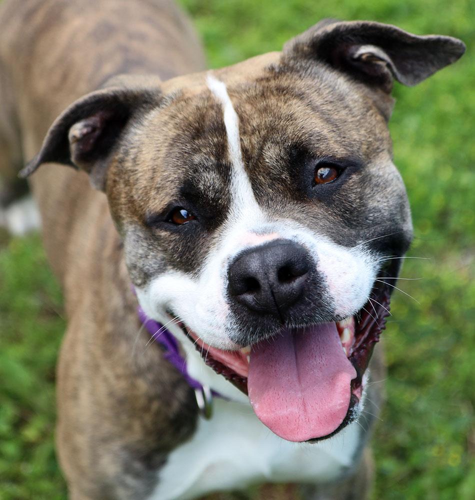 Bruno (AO34106), a Adoptable mixed breed in Kansas City, KS image 1/6