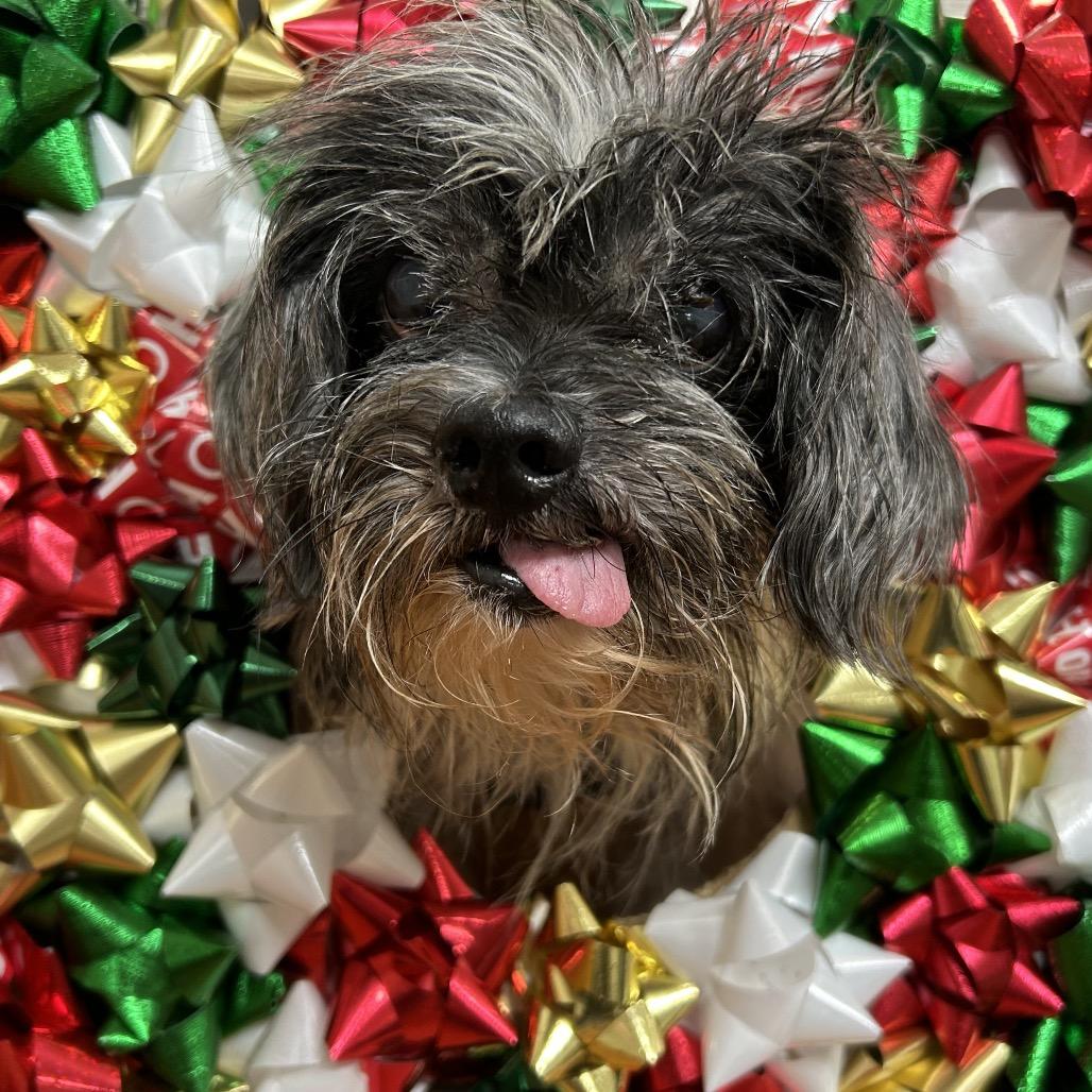 Enlarge 967 (2025) Mr. Miso, a Adoptable Shih Tzu in Parker, CO image 2/5
