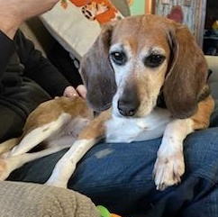 Ethel, Adoptable, Adult Female Beagle.