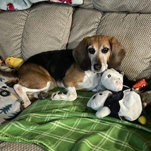 Ethel, a Adoptable Beagle in Grayslake, IL image 2/4