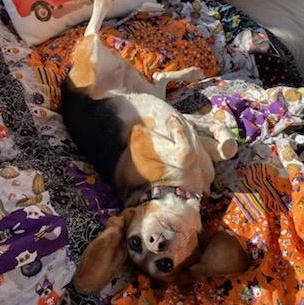 Ethel, a Adoptable Beagle in Grayslake, IL image 3/4
