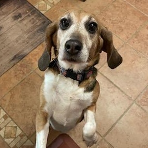 Ethel, a Adoptable Beagle in Grayslake, IL image 4/4