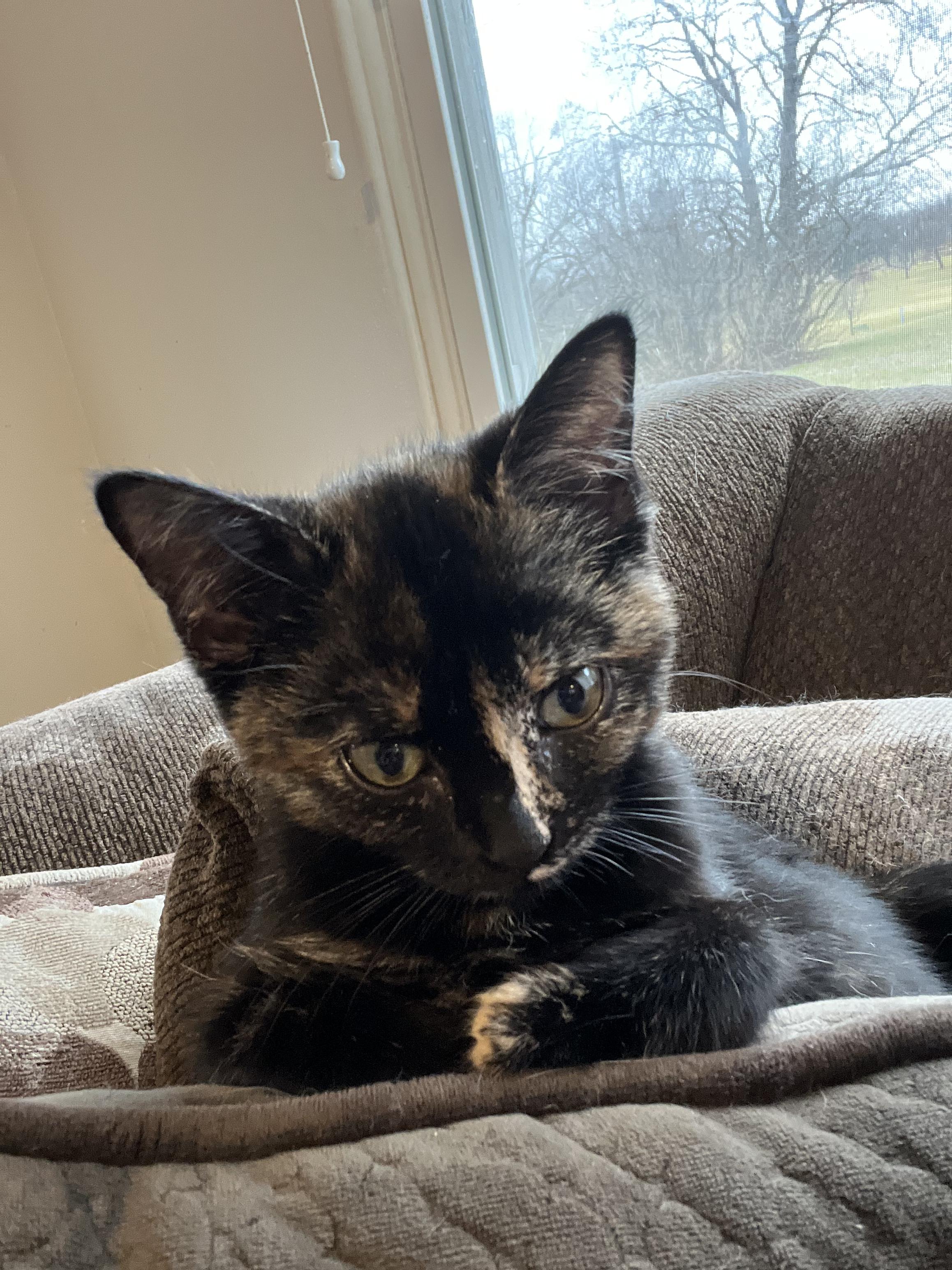 Ember