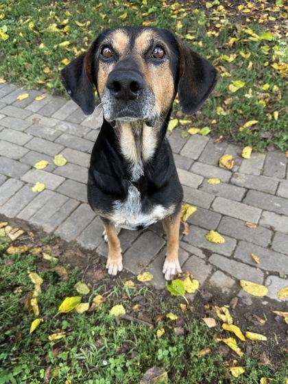 Enlarge Spruce, a Adoptable mixed breed in Knoxville, TN image 1/3