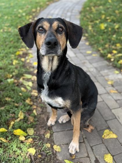 Enlarge Spruce, a Adoptable mixed breed in Knoxville, TN image 2/3