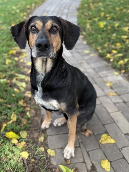 Spruce, a Adoptable mixed breed in Knoxville, TN image 3/3