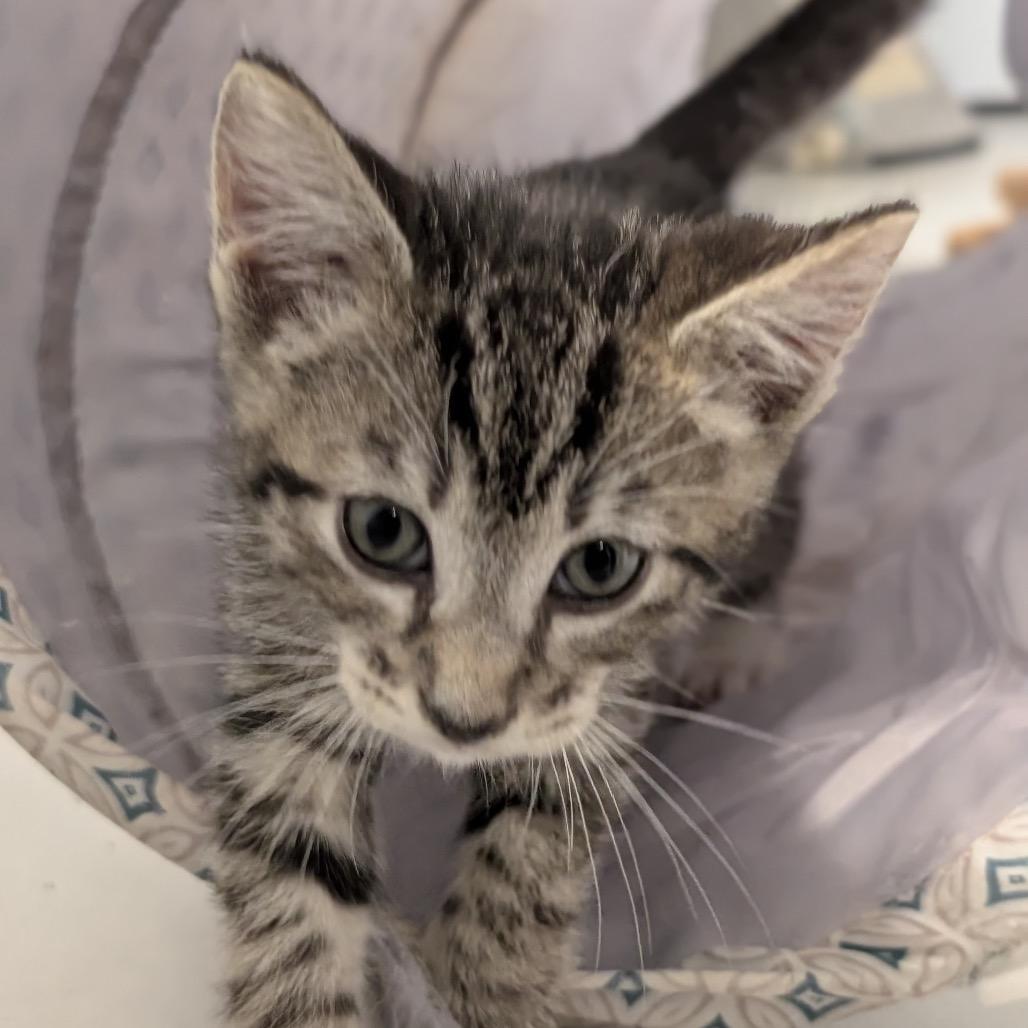 Dylan, Adoptable, Kitten Male Domestic Short Hair.