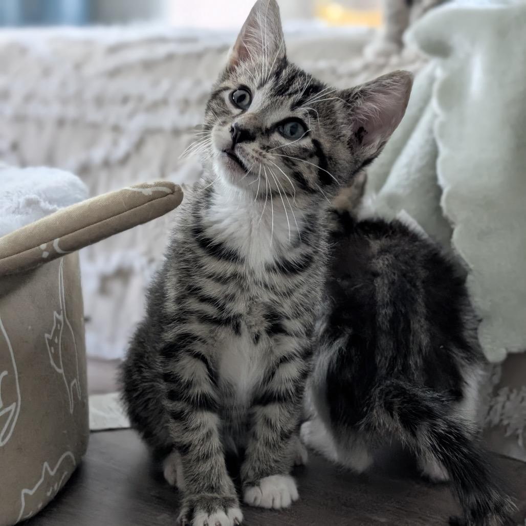 Enlarge Dylan, a Adoptable Domestic Short Hair in Raleigh, NC image 3/3