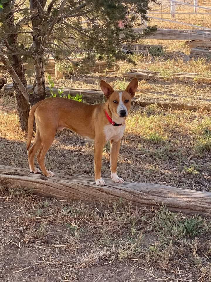 Enlarge Chance, a ADOPTABLE mixed breed in Thornton, CO image 3/4