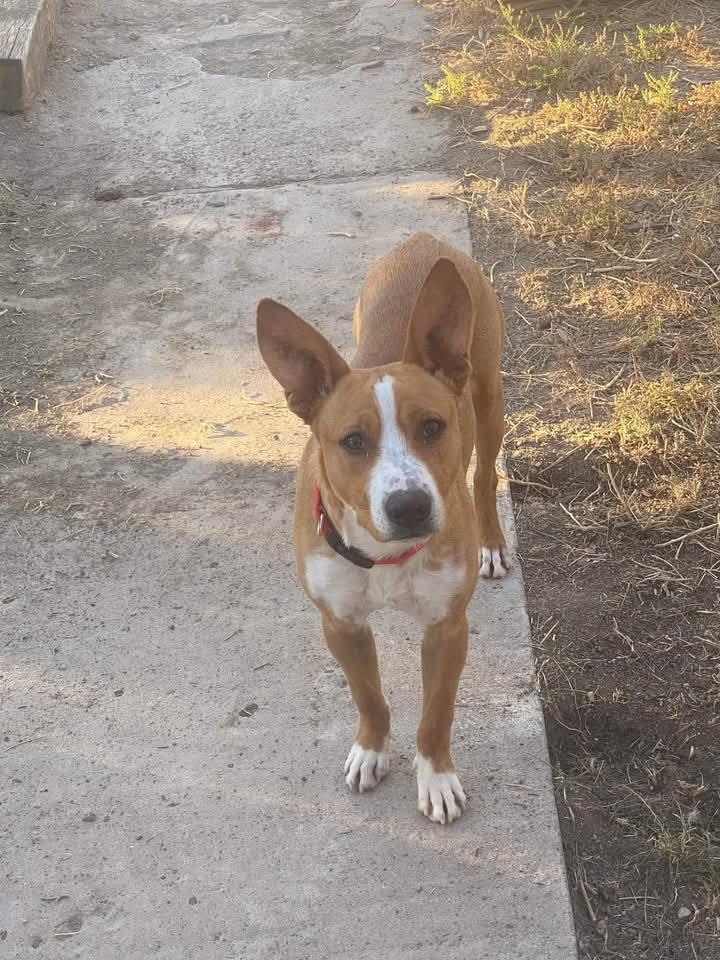 Enlarge Chance, a ADOPTABLE mixed breed in Thornton, CO image 2/4