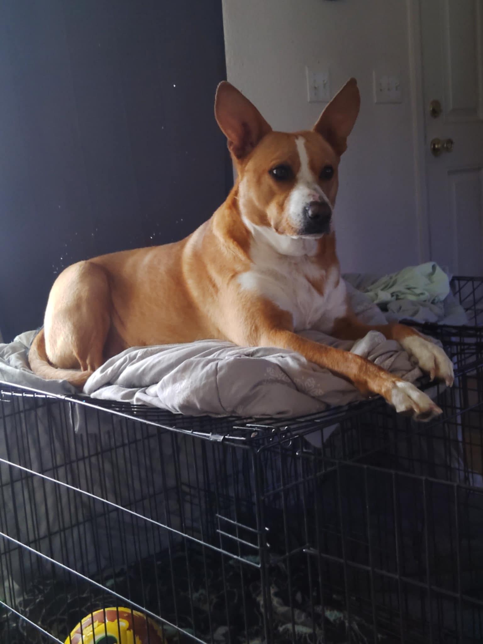 Chance, ADOPTABLE, Adult Male Basenji & Carolina Dog.