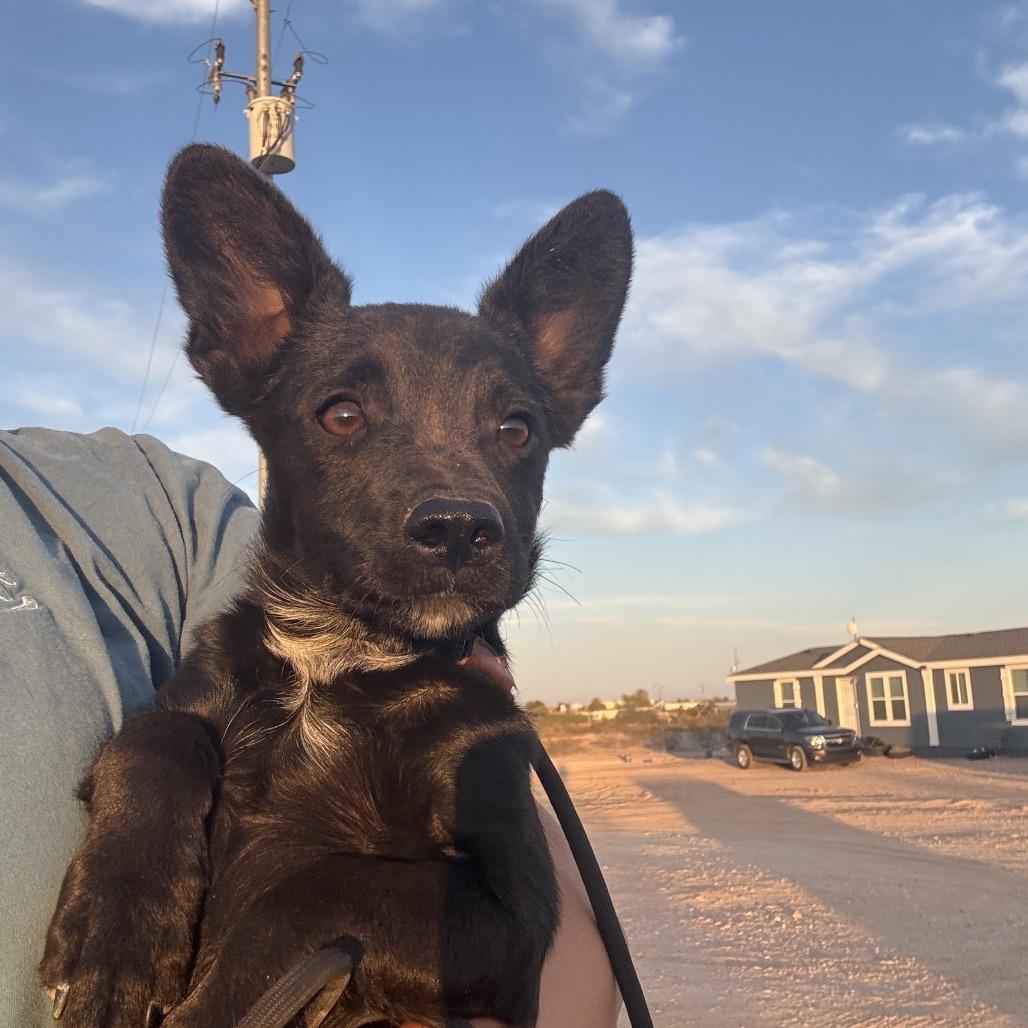 Fox, a Adoptable Chihuahua in Tonopah, AZ image 1/4