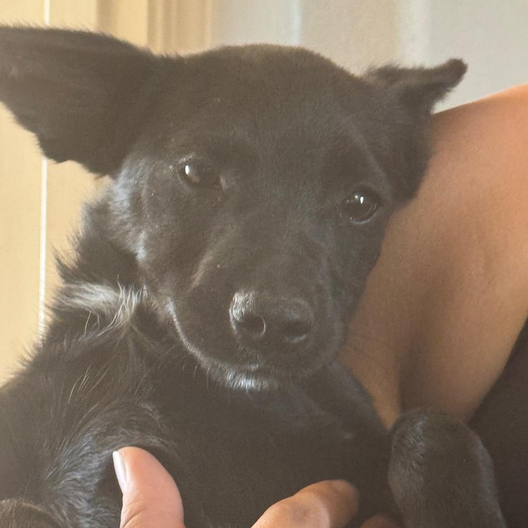 Fox, a Adoptable Chihuahua in Tonopah, AZ image 4/4