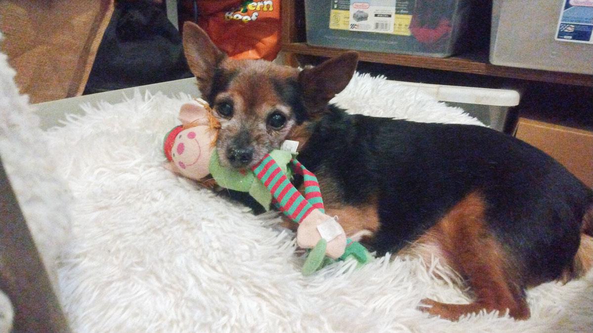 Enlarge WOLFIE - Love Bug - Was left alone broken ... Now a Sweetie Snuggler!, a Adoptable mixed breed in Queens Village, NY image 2/4