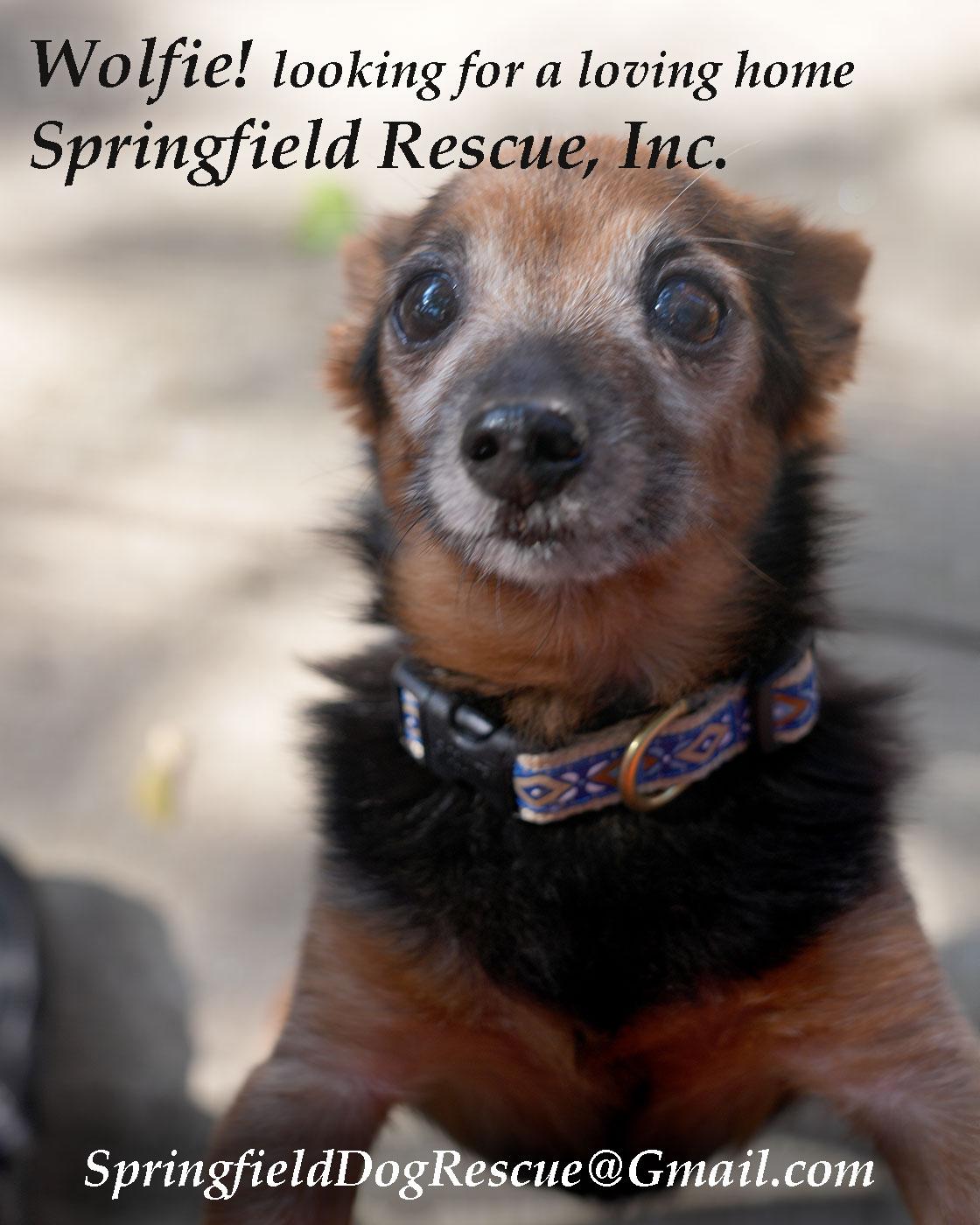 WOLFIE - Love Bug - Was left alone broken ... Now a Sweetie Snuggler!, Adoptable, Senior Male Miniature Pinscher.