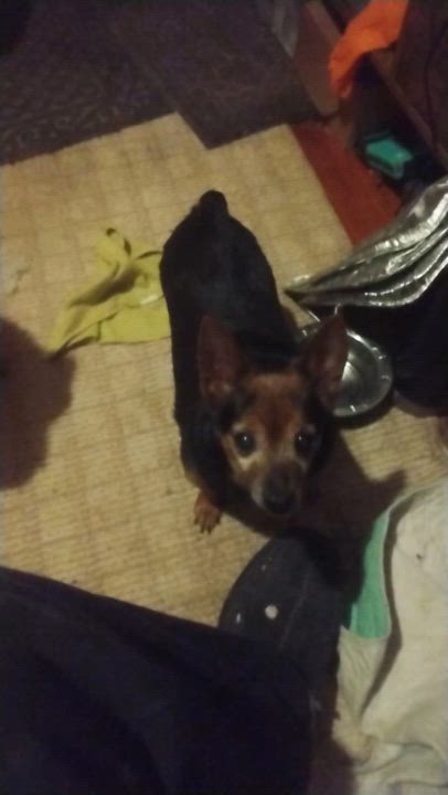 Enlarge WOLFIE - Love Bug - Was left alone broken ... Now a Sweetie Snuggler!, a Adoptable mixed breed in Queens Village, NY video 3/4