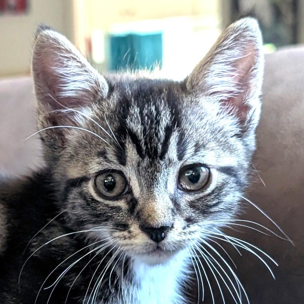 Tito is a handsome little panther with a unique twistcheck out those cool black