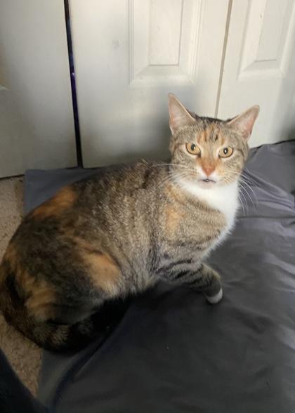 Peaches, a Adoptable mixed breed in Wilkesboro, NC image 1/3