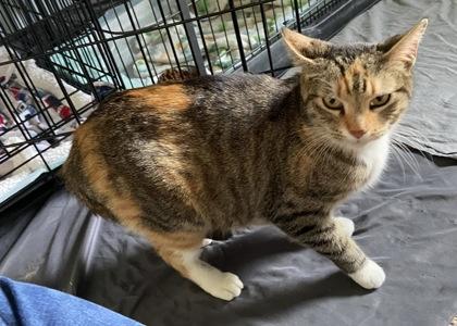 Peaches, a Adoptable mixed breed in Wilkesboro, NC image 2/3