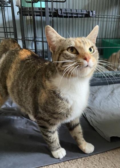 Peaches, a Adoptable mixed breed in Wilkesboro, NC image 3/3